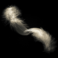 Buy canvas prints of Two feathers in black and white by Julian Bound