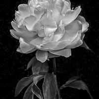 Buy canvas prints of  Flower in black and white by Julian Bound
