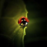 Buy canvas prints of Ladybird on a leaf in Spring by Julian Bound