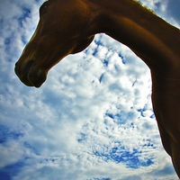 Buy canvas prints of Portrait of a horse in summer with blue skies by Julian Bound