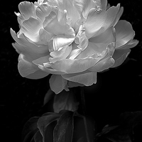 Buy canvas prints of   Flower in black and white by Julian Bound