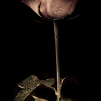 Buy canvas prints of  Delicate rose petals with raindrops in colour by Julian Bound