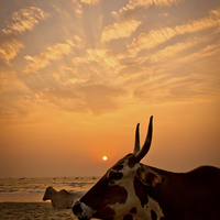 Buy canvas prints of  Holy cow on the beach at sunset, Goa, India by Julian Bound