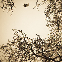 Buy canvas prints of  A bird in winter trees by Julian Bound
