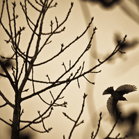 Buy canvas prints of  A bird in winter treess by Julian Bound