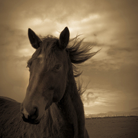 Buy canvas prints of  Horse in sepia, Shropshire, England by Julian Bound