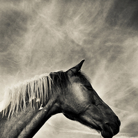 Buy canvas prints of  Horse from Shropshire, England by Julian Bound