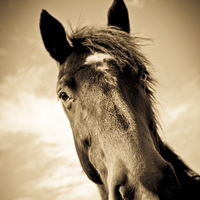 Buy canvas prints of  Horse in sepia, Shropshire, England by Julian Bound