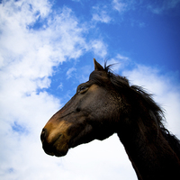 Buy canvas prints of  Horse portrait, Shropshire, England, by Julian Bound