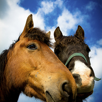 Buy canvas prints of  Two horses of Shropshire, England, by Julian Bound