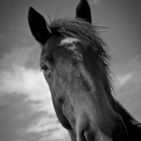 Buy canvas prints of Horse of Shropshire, England, by Julian Bound