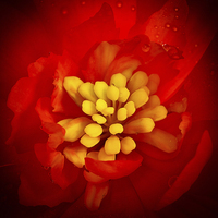 Buy canvas prints of  Red and yellow flower with raindrops by Julian Bound