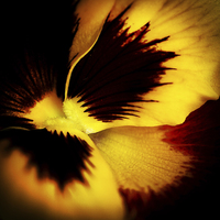 Buy canvas prints of  A yellow pansy flower by Julian Bound