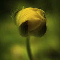 Buy canvas prints of  Buttercup emerging in Spring by Julian Bound