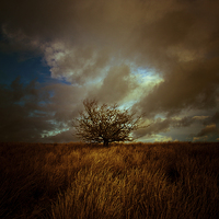 Buy canvas prints of  Shropshire landscape with tree and electrical ski by Julian Bound