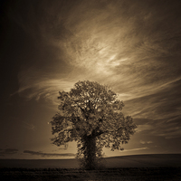 Buy canvas prints of   Autumn tree with moon in sepia by Julian Bound