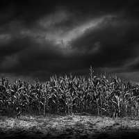 Buy canvas prints of  Cornfield at night, Shropshire by Julian Bound
