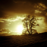 Buy canvas prints of  Tree in autumn, Oswestry, Shropshire by Julian Bound