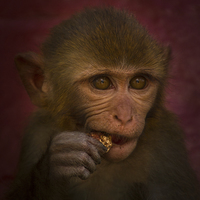 Buy canvas prints of Monkey, Kathmandu, Nepal by Julian Bound