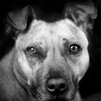 Buy canvas prints of  Dog in black and white by Julian Bound