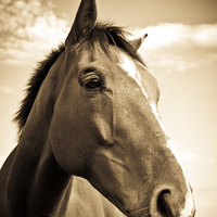 Buy canvas prints of   Horse in sepia, Shropshire, England by Julian Bound