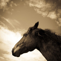 Buy canvas prints of   Horse in sepia, Shropshire, England by Julian Bound