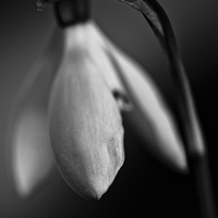 Buy canvas prints of  Snowdrop in black and white by Julian Bound
