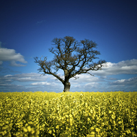 Buy canvas prints of  Tree in mustard field, Shropshire by Julian Bound