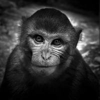 Buy canvas prints of  Monkey of Bali by Julian Bound
