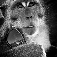 Buy canvas prints of   Monkey of Bali by Julian Bound