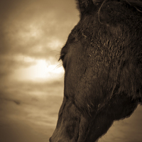 Buy canvas prints of    Horse in sepia, Shropshire, England by Julian Bound