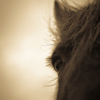 Buy canvas prints of Horse in sepia, Shropshire, England by Julian Bound