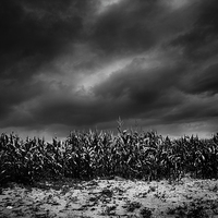 Buy canvas prints of   Cornfield at night, Shropshire by Julian Bound