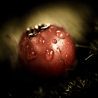 Buy canvas prints of   A red berry with a raindrop by Julian Bound
