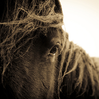 Buy canvas prints of  Portrait of a horse in sepia by Julian Bound