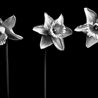 Buy canvas prints of  Three Welsh Dafoddils  by Julian Bound