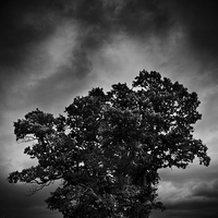 Buy canvas prints of    An Autumn tree with stormy skies by Julian Bound