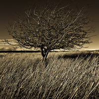 Buy canvas prints of    Shropshire landscape with tree by Julian Bound