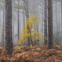 Buy canvas prints of Misty Autumnal Woodland by Stephen Beardon
