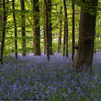 Buy canvas prints of Springtime Bluebells Woodland by Stephen Beardon