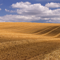 Buy canvas prints of  Harvested field, A35 Dorset by Glenn Cresser