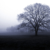 Buy canvas prints of  Mourning Tree by Steve Smith