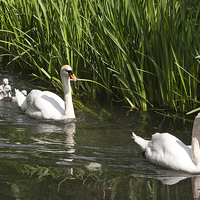 Buy canvas prints of Swan Family Outing by Steve Smith