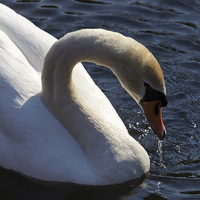 Buy canvas prints of Male Swan by Steve Smith