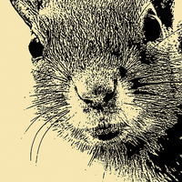 Buy canvas prints of Squirrel Lithograph by Steve Smith