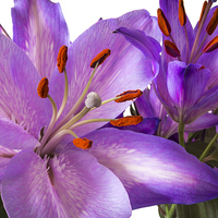Buy canvas prints of Purple Lillies by Steve Smith