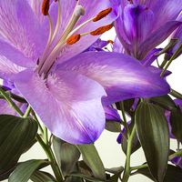 Buy canvas prints of Purple Lilly Portrait by Steve Smith