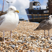 Buy canvas prints of Seagulls at the Stade by Steve Smith