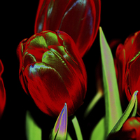 Buy canvas prints of Tulips by Harvey Hudson