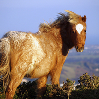 Buy canvas prints of Welsh Mountain Pony by Harvey Hudson